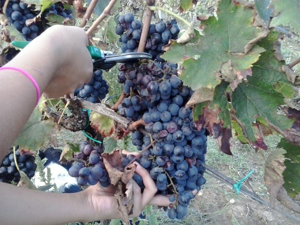 Agriturismo La Valle Degli Ulivi Semproniano Luaran gambar