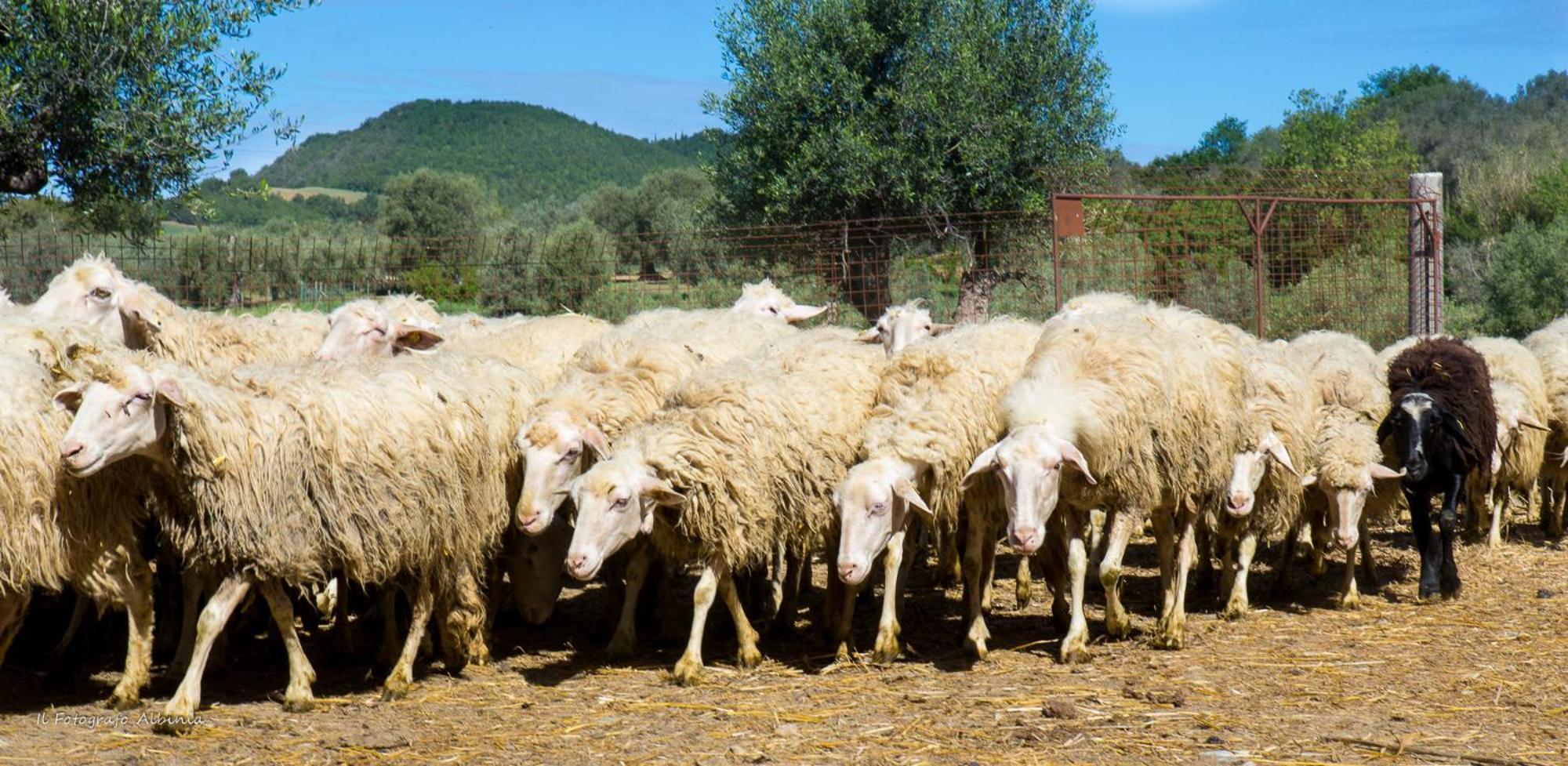 Agriturismo La Valle Degli Ulivi Semproniano Luaran gambar
